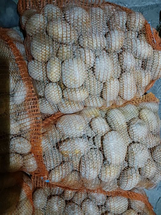 Ziemniaki jadalne Jurek żółta skórka Bellarosa Czerwona transport