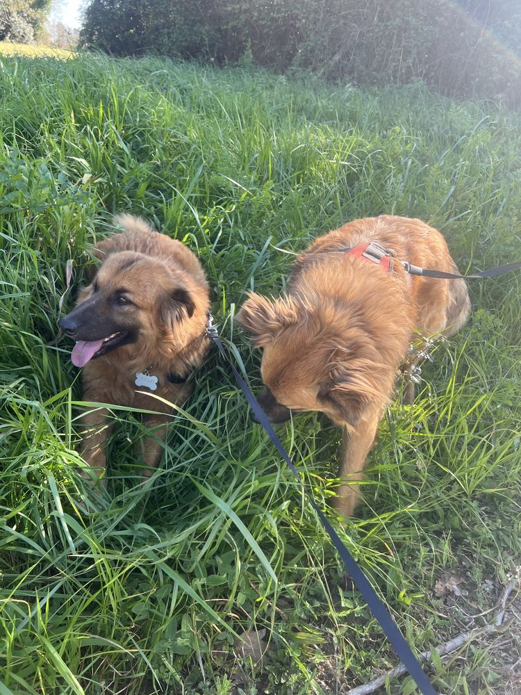 Petsitter Aveiro e arredores