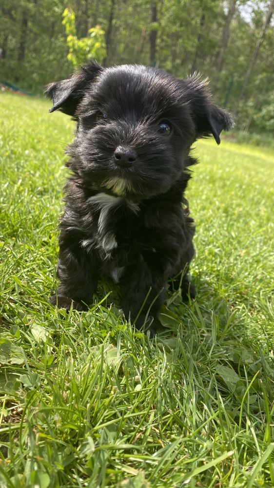 Black Yorkshire Terrier / czarny york