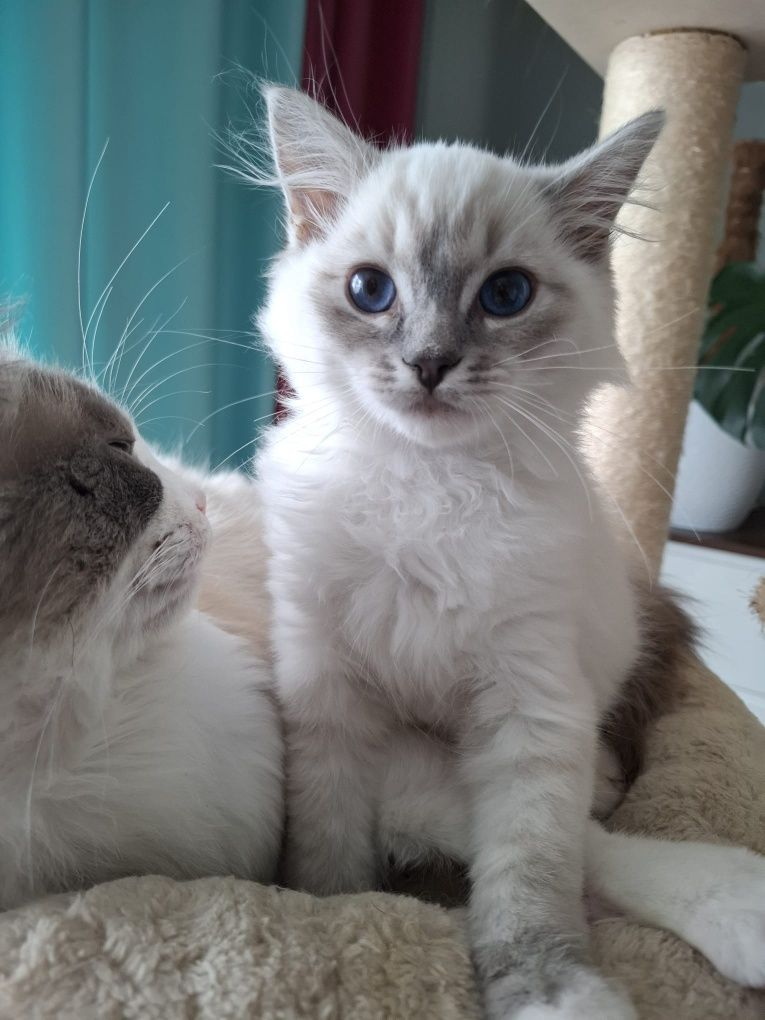 Chlopiec Ragdoll blue mitted lynx FPL umikatowe umaszczenie cudowny