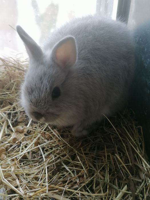 Coelhos mini holandês