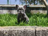 Bulldog Francês fêmea blue