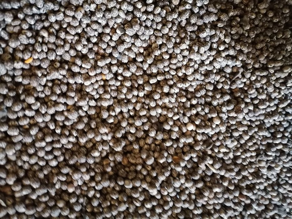 łubin gorzki zeszłoroczny