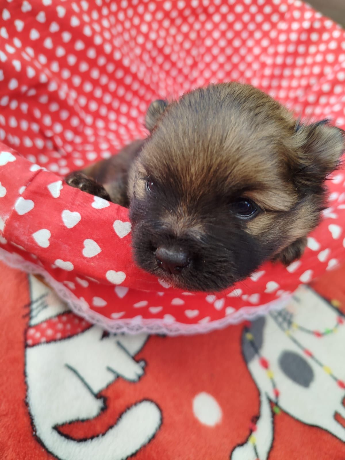 Szpic miniaturowy pomeranian miś