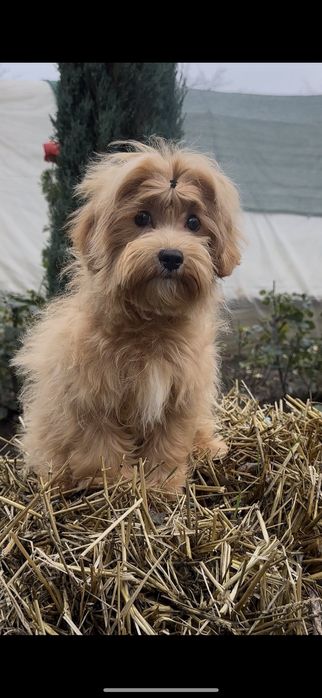 Шикарный мальчуган