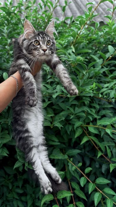 Кошеня породи Мейн-Кун