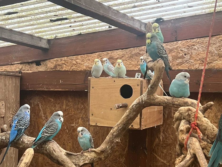 Papużki faliste 2024 i 2025