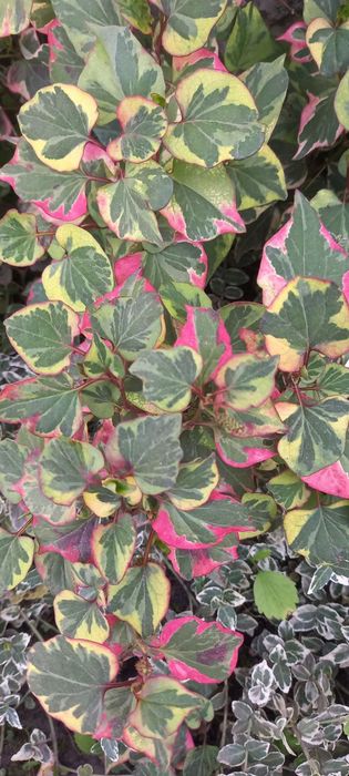 Хаутюнія кампсис ліана Гортензія  хоста бадан заячі вушка аконіт м'ята