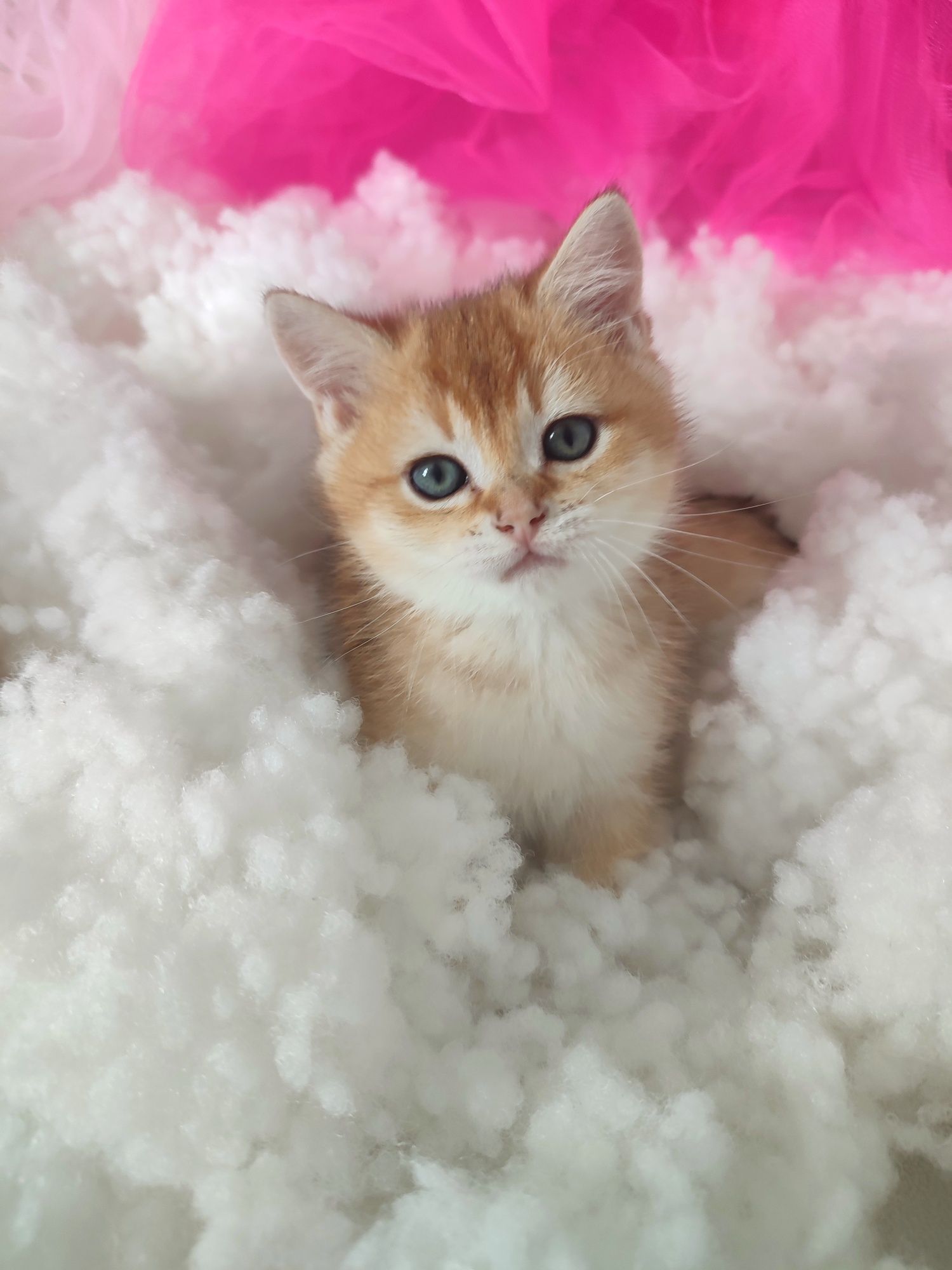 Котенок британский, котята британской золотой шиншиллы