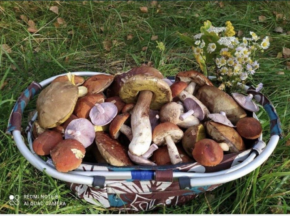 Гарбузове насіння, сухі гриби, мариновані гриби, капсули