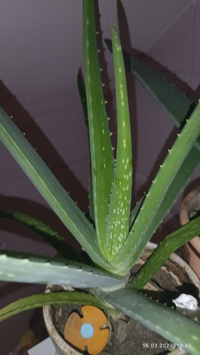 Aloes aloe vera lub drzewiasty