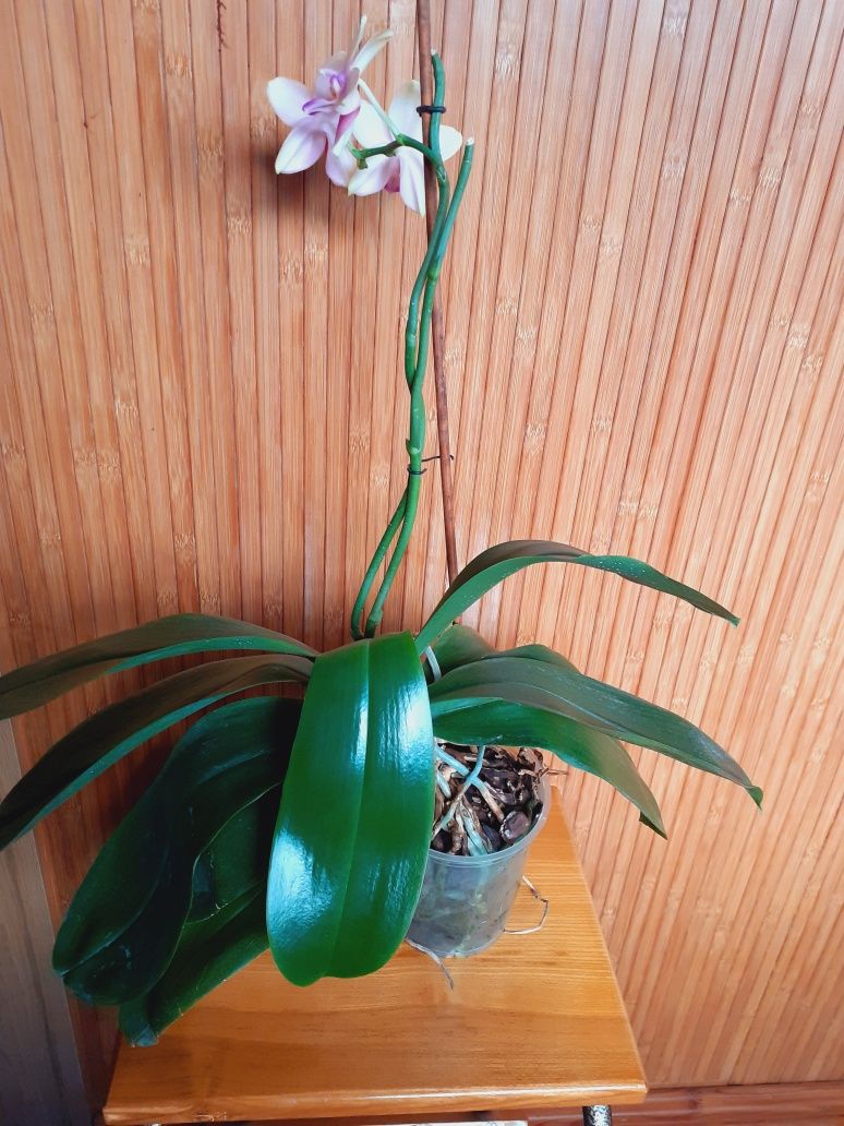 Орхідея-фаленопсис Ліодоро