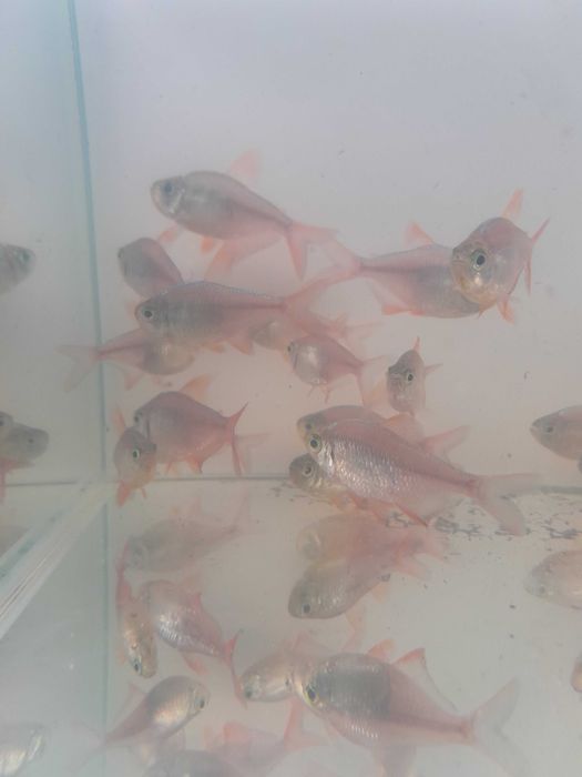 Bystrzyk kolumbijski