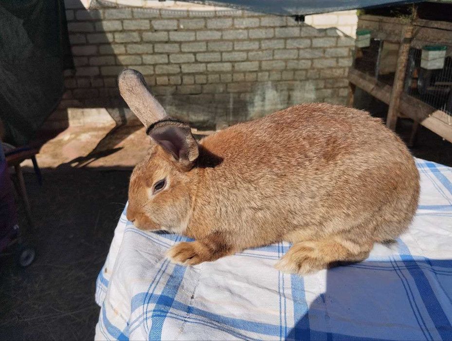 Продаються домашні кроленята