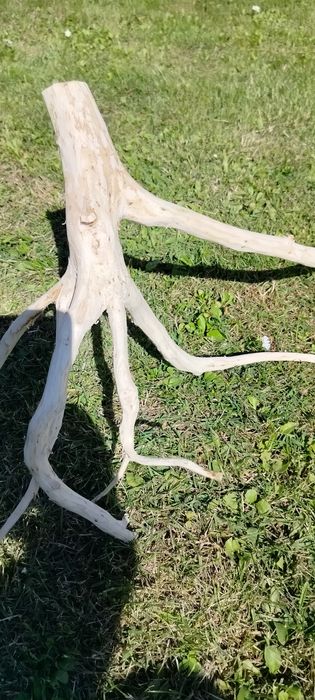 Sprzedam korzeń do akwarium terrarium