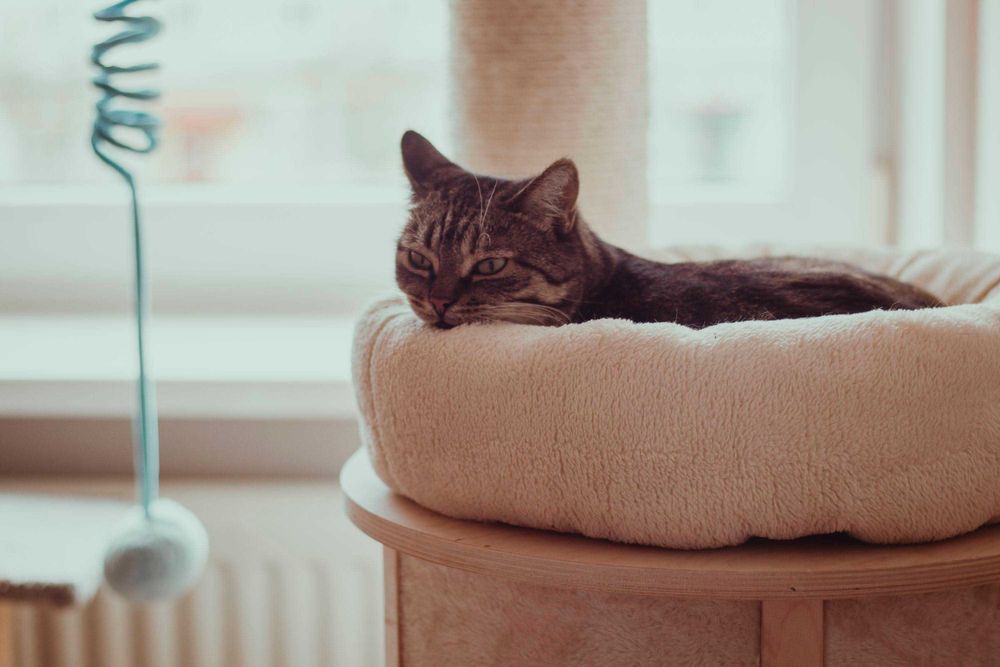 Brzoskwinka wygrała życie teraz szuka swojego miejsca w świcie