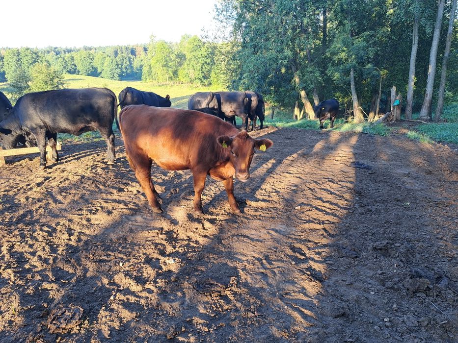 Jałówka rasy Angus
