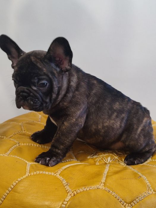 Цуценя французького бульдога