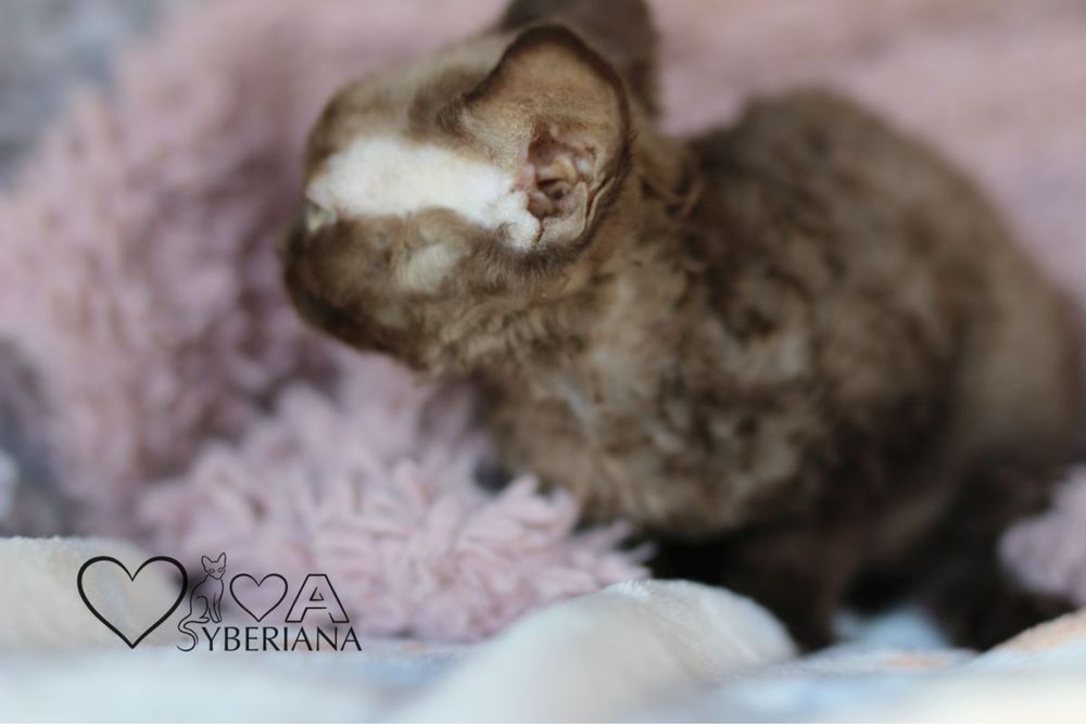 Czekoladowy kocurek devon rex