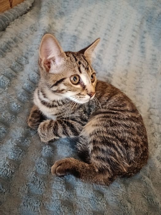 Віддам кота дуже активна