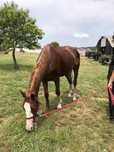 Cavalo Castrado Montado