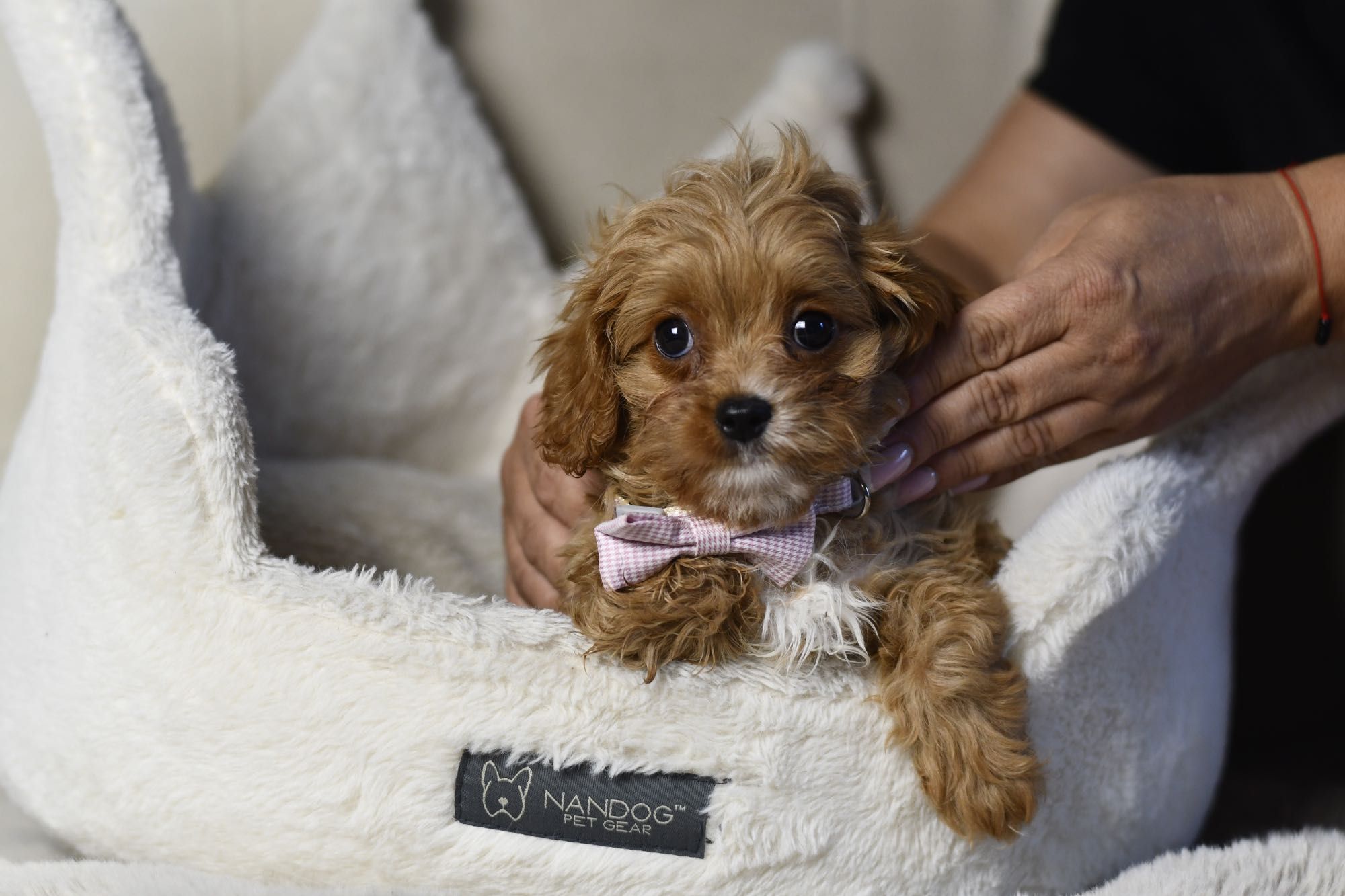 Cavapoo F1 RED BROWN wyjątkowa dziewczynka gotowa do odbioru