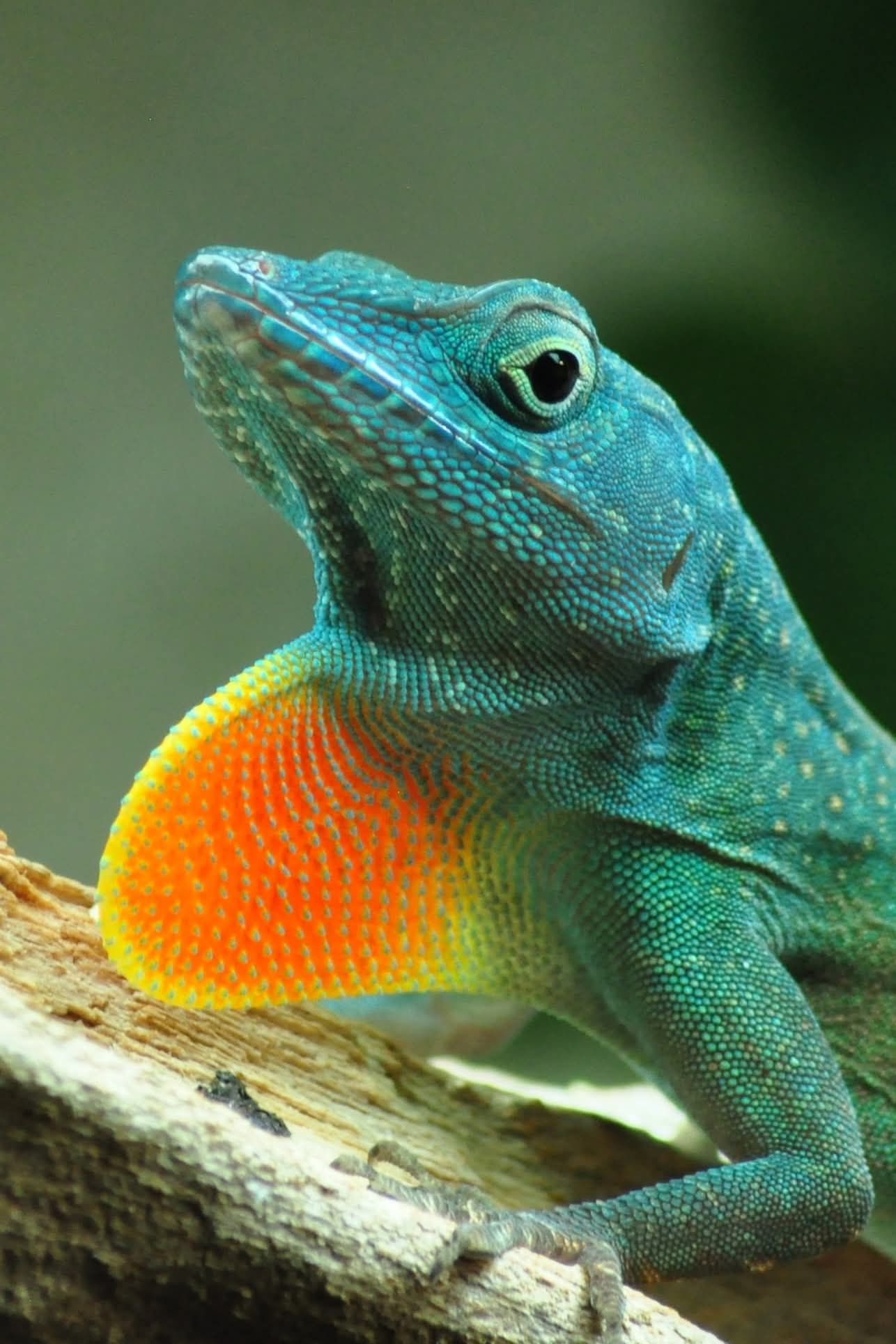 Jaszczurka - Anolis grahami - rarytas