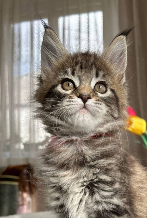 Кошеня породи Мейн Кун