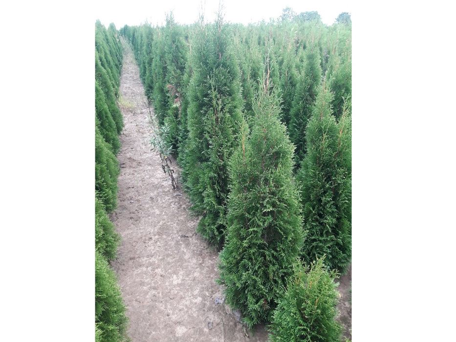 Thuja Smaragd 160,180,200,220 cm! Sadzimy! Tuje! Tuja Szmaragd! Dowóz!