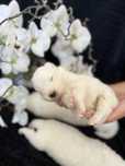 Samoyed, samojed, szczeniak, FCI, ZKwP, Krakow, rezerwacja