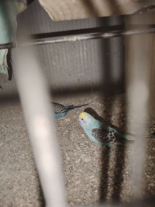 Periquitos para venda