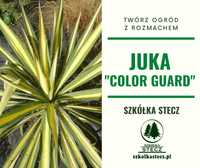 Juka Color Guard - roślina do każdego ogrodu