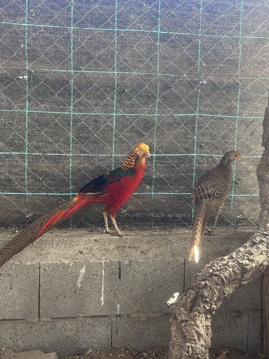 Casal de faisões dourados