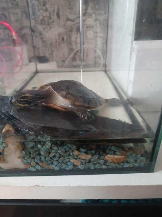 Żółw wodno-londowy