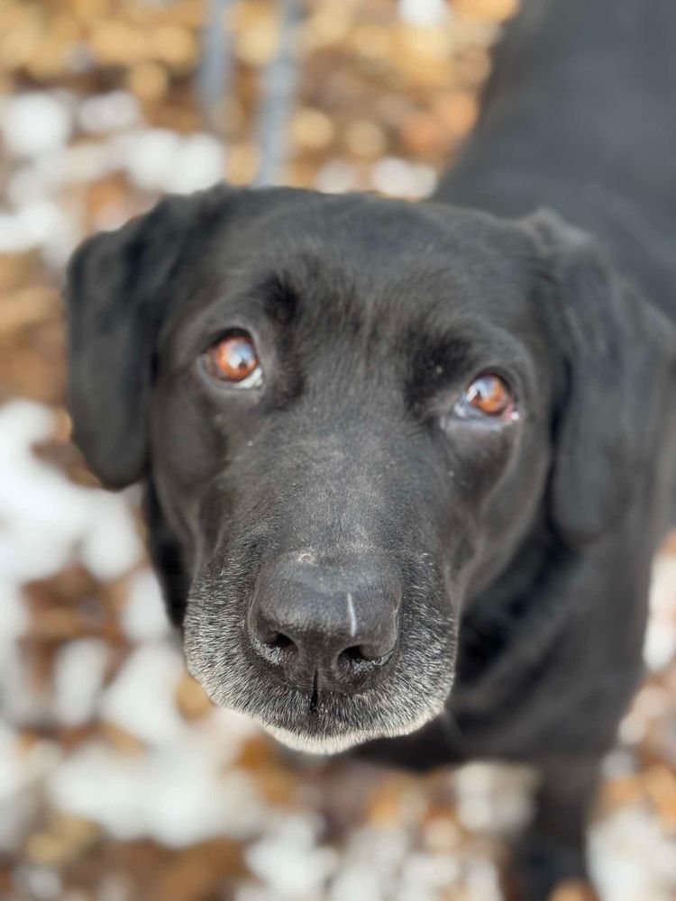 Suczka KAWKA rasy Labrador szuka domku