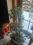 Drzewka Bonsai 3