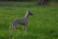 Whippet szczenię