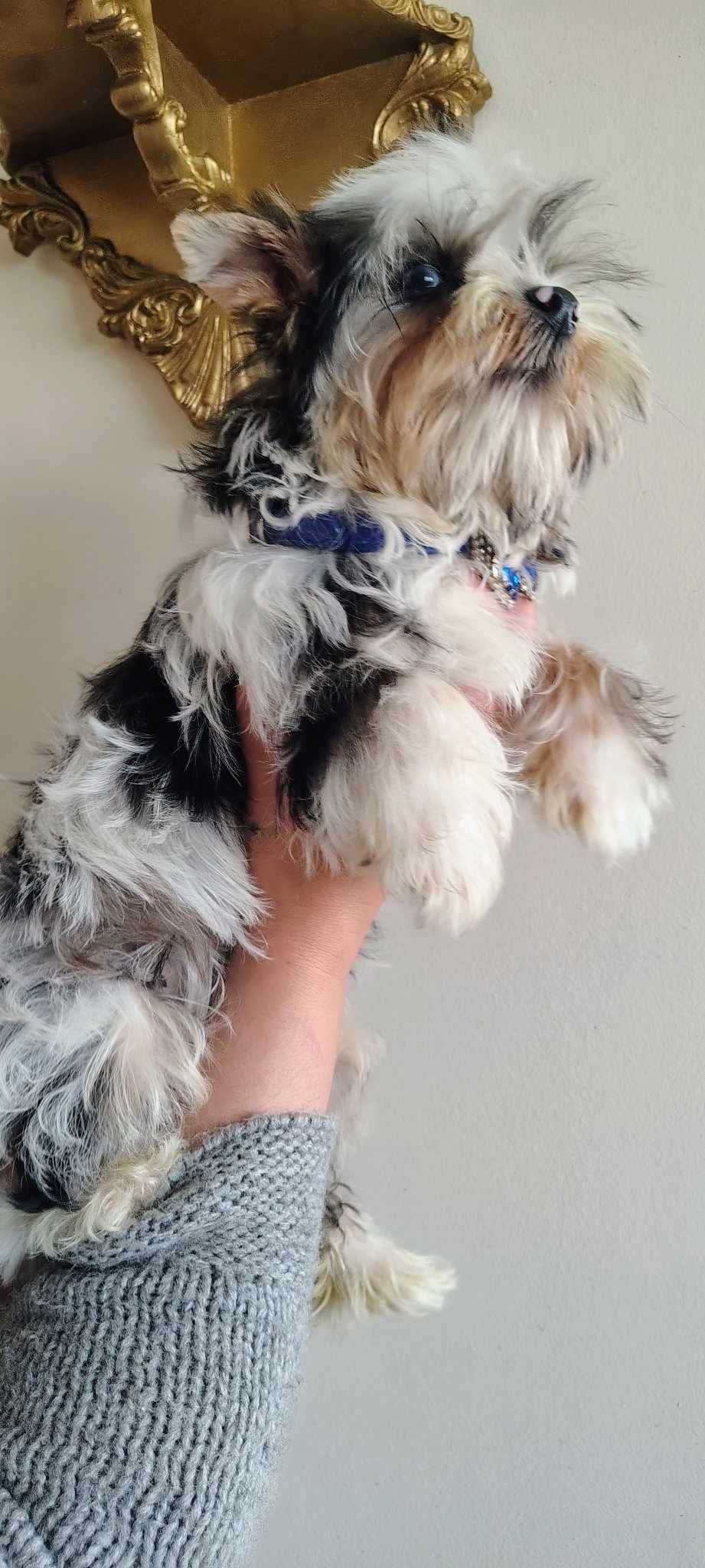 Piękny Yorkshire Terrier Color o błękitnych oczkach UNIKAT