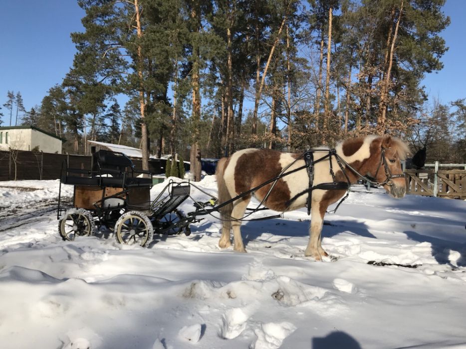 Продам много пони