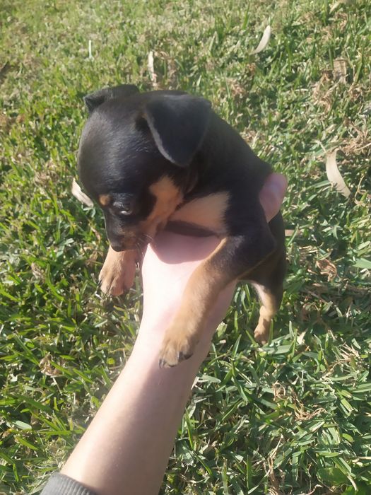 Pinscher Miniatura