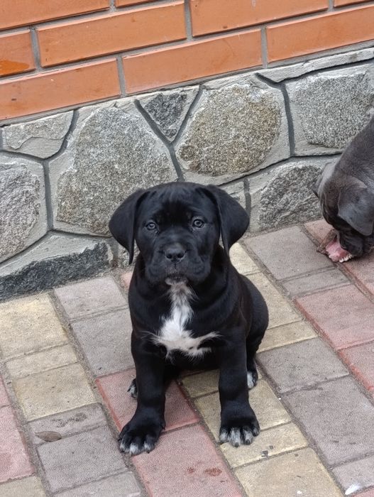 Продам цуценят кане корсо