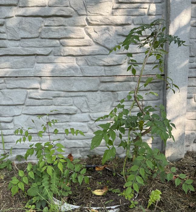 Кампсіс помаранчевий 5 років