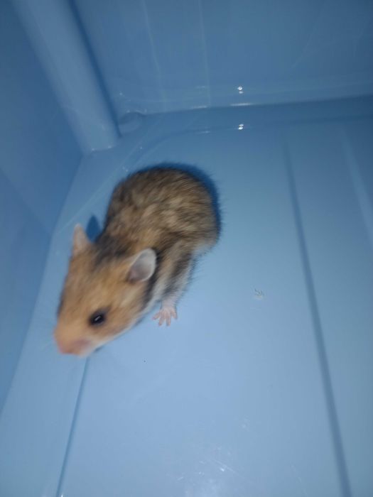 Chomik syryjski dziewczynka odbiór od 1 grudnia