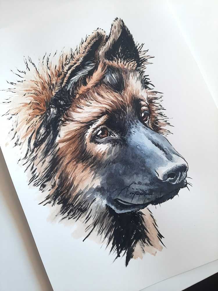 Owczarek niemiecki - portret owczarka niemieckiego, obraz psa