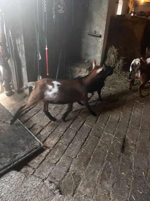 Kozy miniaturki sprzedam