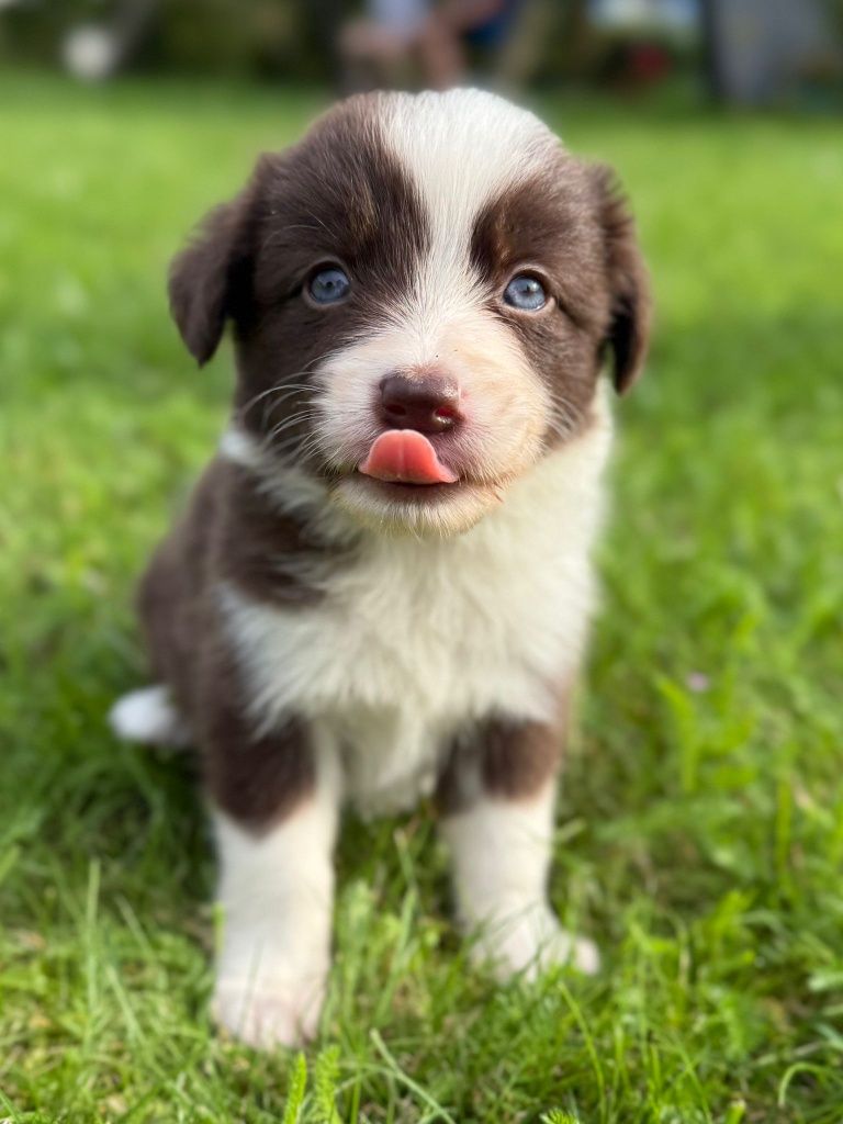 Border Collie chłopczyk Czekoladowo Biały
