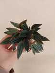 Planta Peperomia