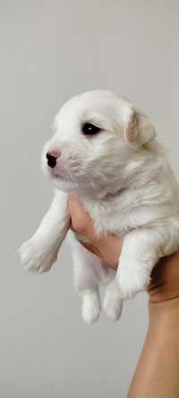 Coton de Tulear FCI szczeniak Sosnowiec