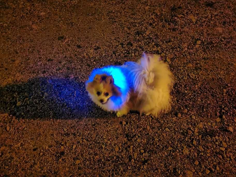 Светящийся ошейник собак, светодиодный Led нашийник