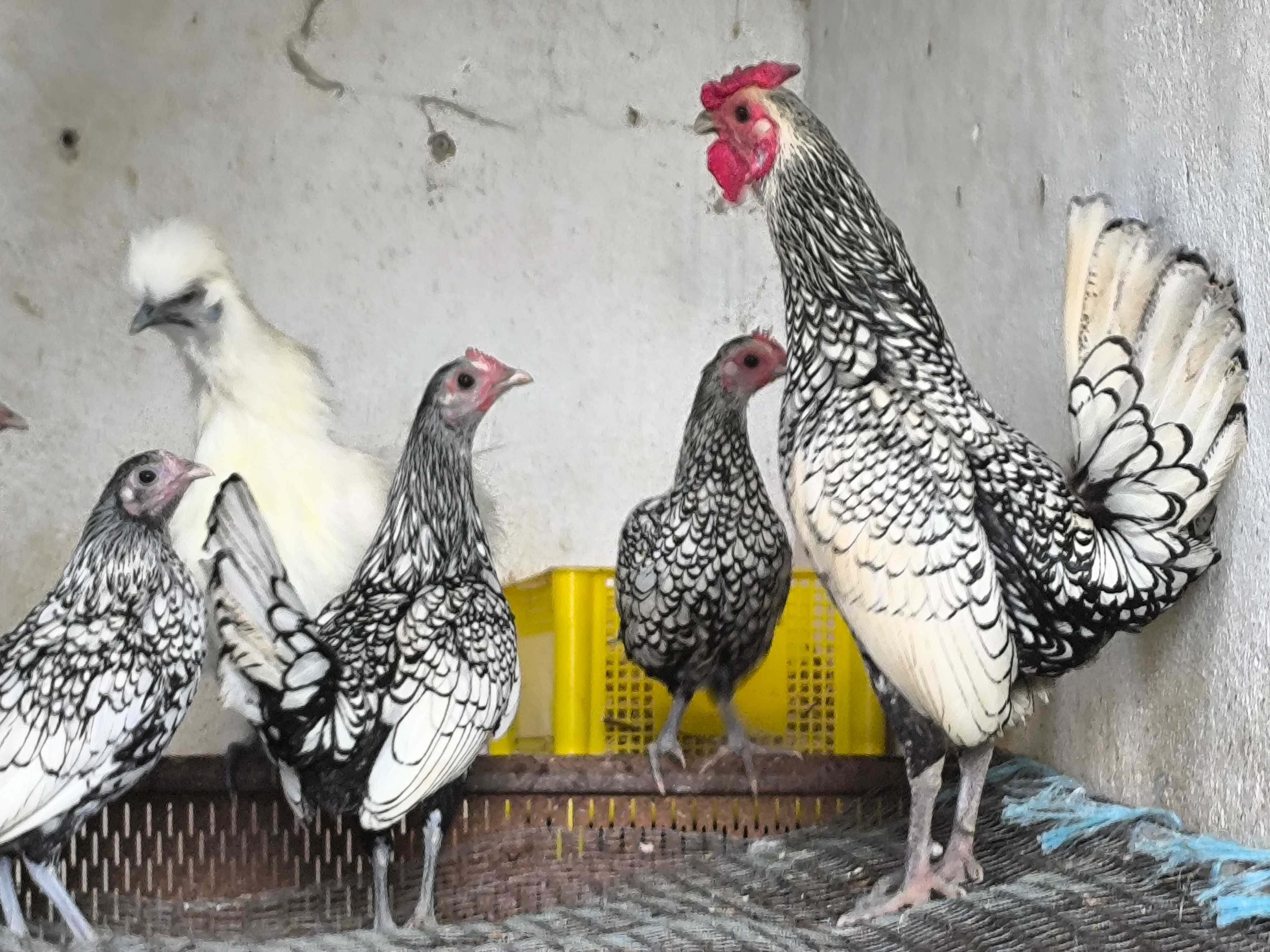 Galinhas de várias raças